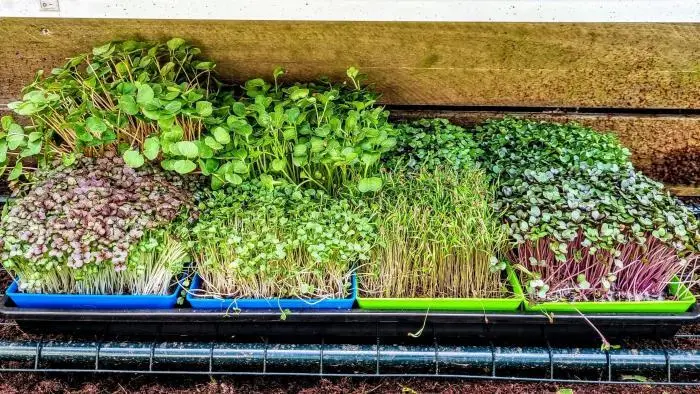 Microgreen Grow Kit