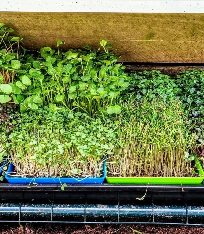 Microgreen Grow Kit