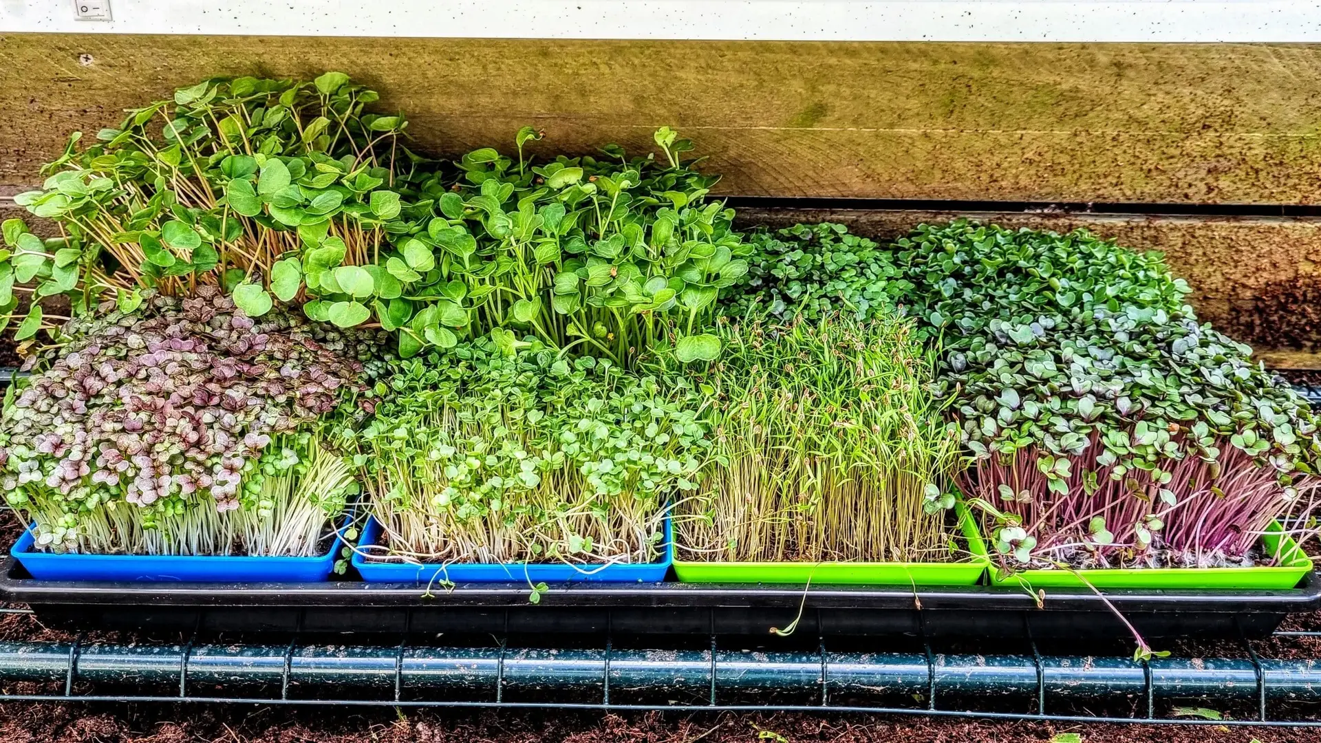 Microgreen Grow Kit Microgreen Grow Kit