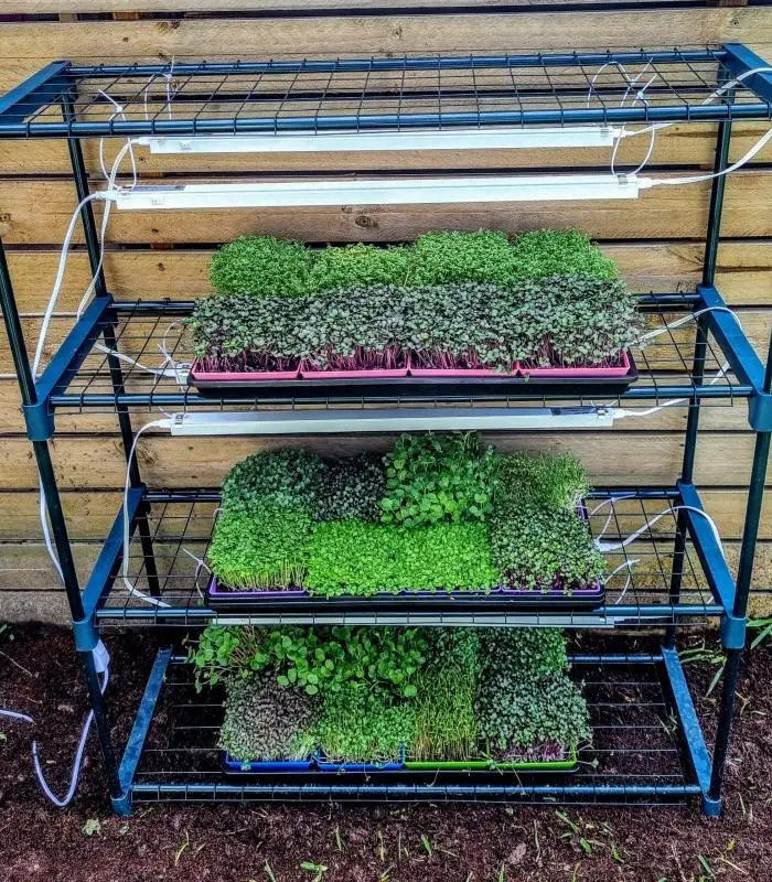 Microgreen Grow Kit