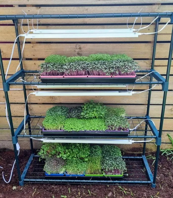 Microgreen Grow Kit