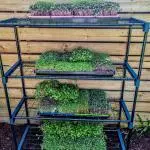 microgreen grow kit