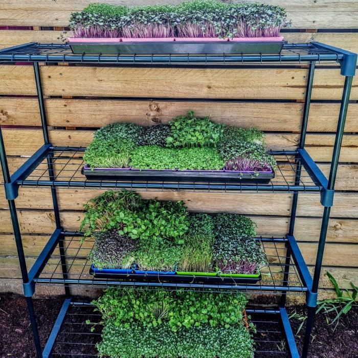 Microgreen Grow Kit