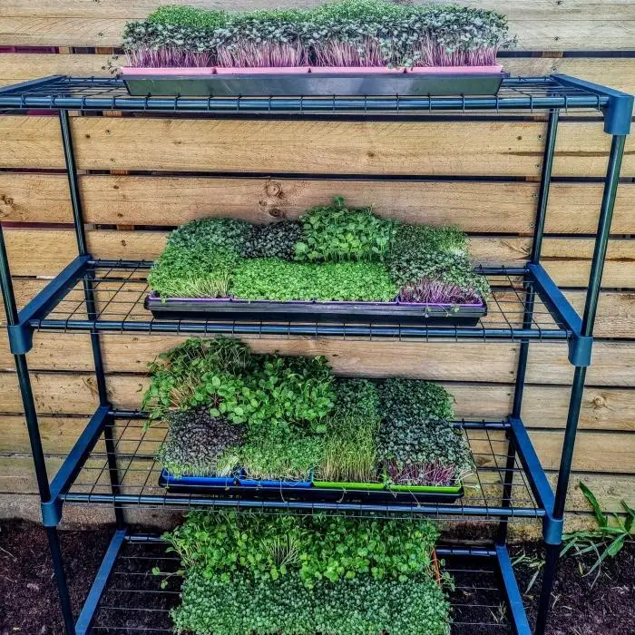 Microgreen Grow Kit