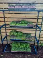 microgreen grow kit