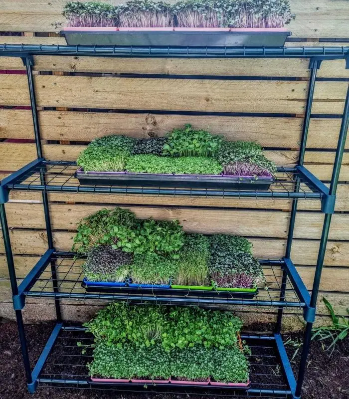 Microgreen Grow Kit