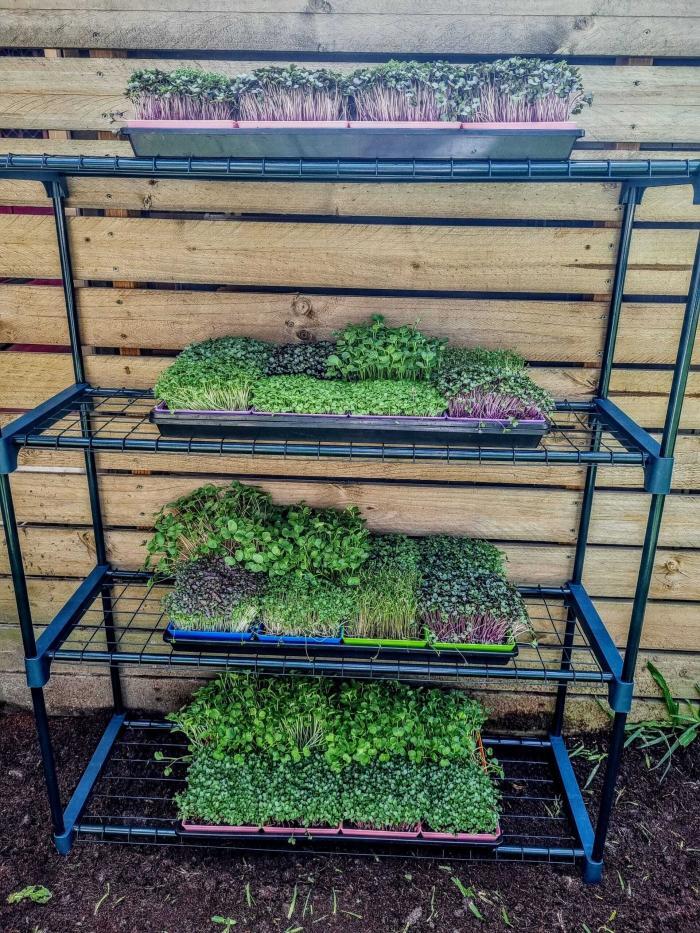 Microgreen Grow Kit