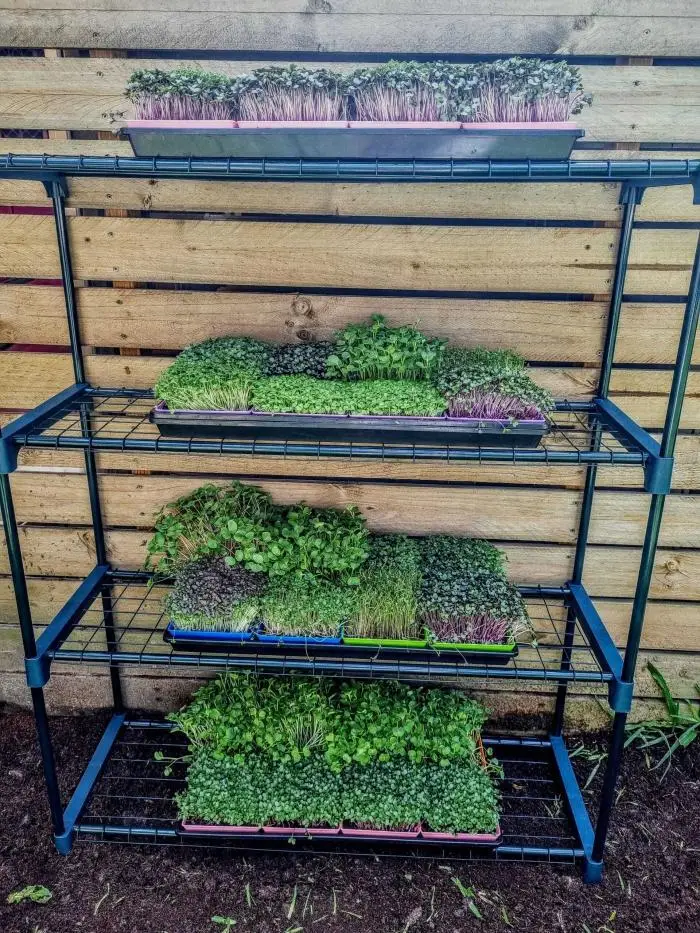 Microgreen Grow Kit