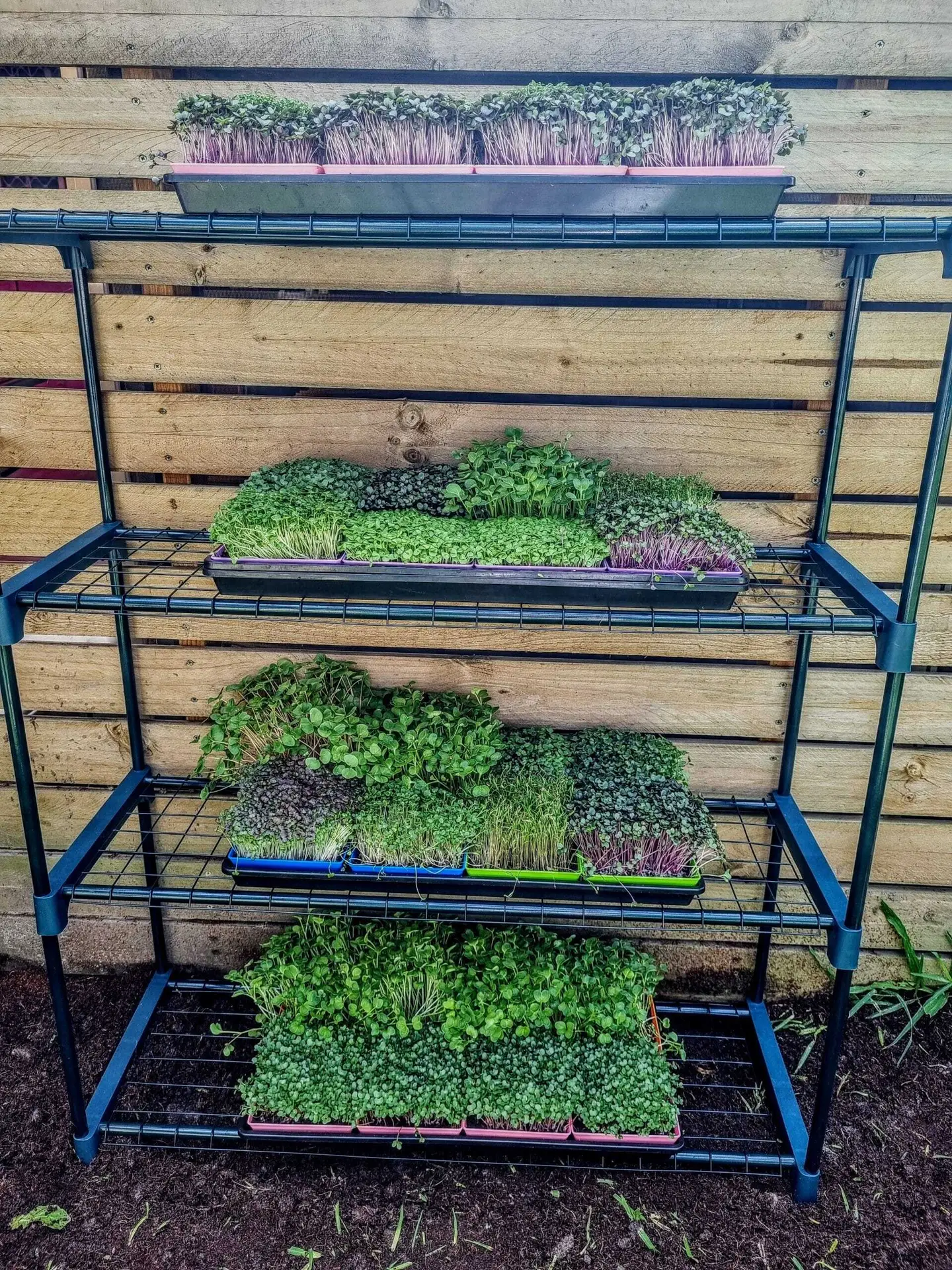 Microgreen Grow Kit Microgreen Grow Kit