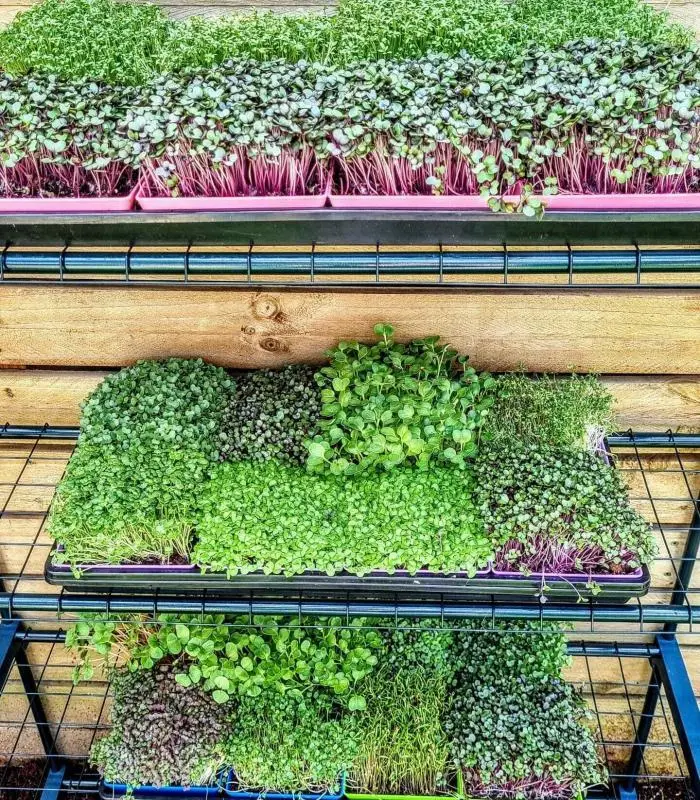 Microgreen Grow Kit