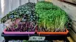 microgreen grow kit