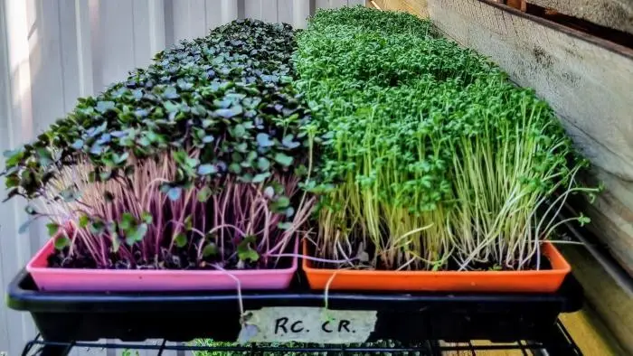 Microgreen Grow Kit