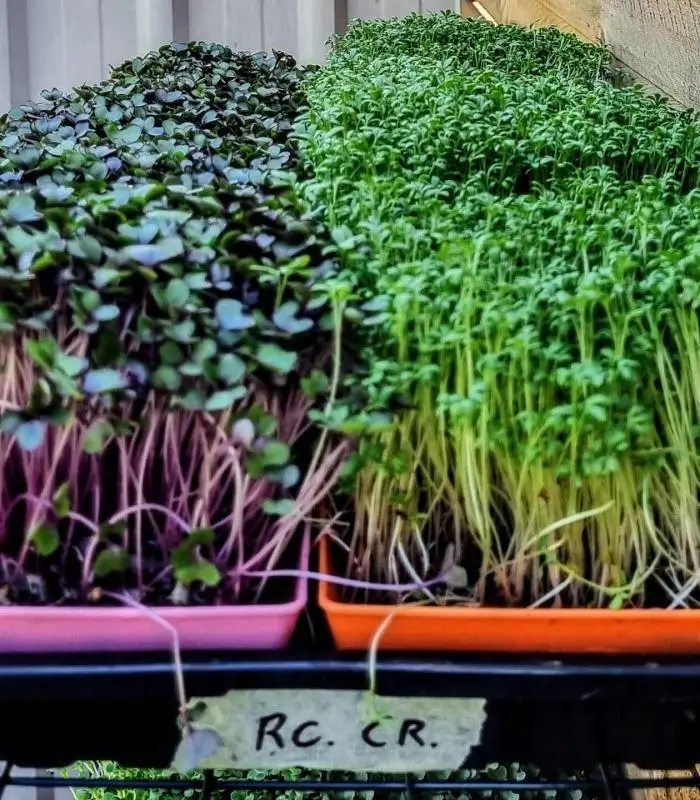 Microgreen Grow Kit