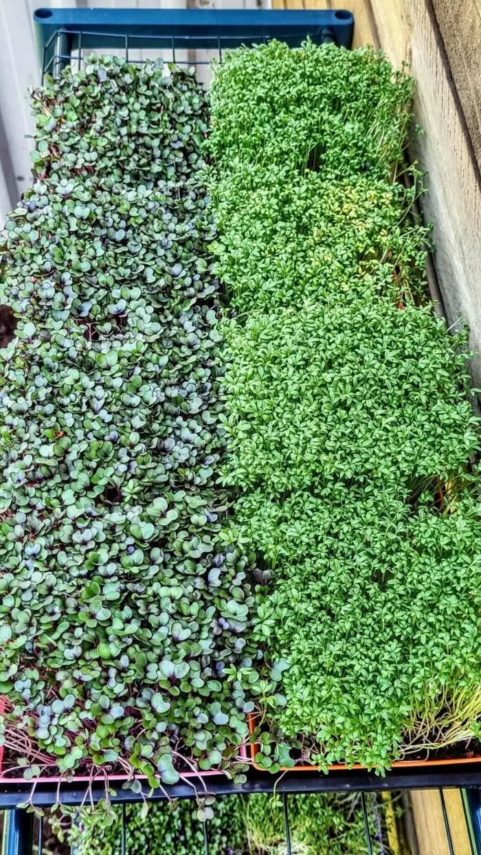 Microgreen Grow Kit