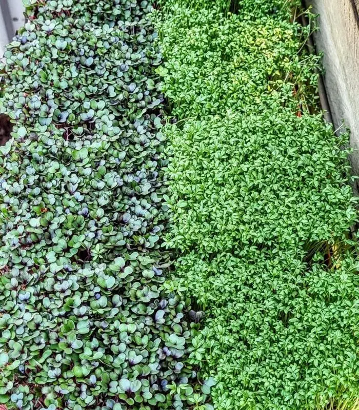 Microgreen Grow Kit