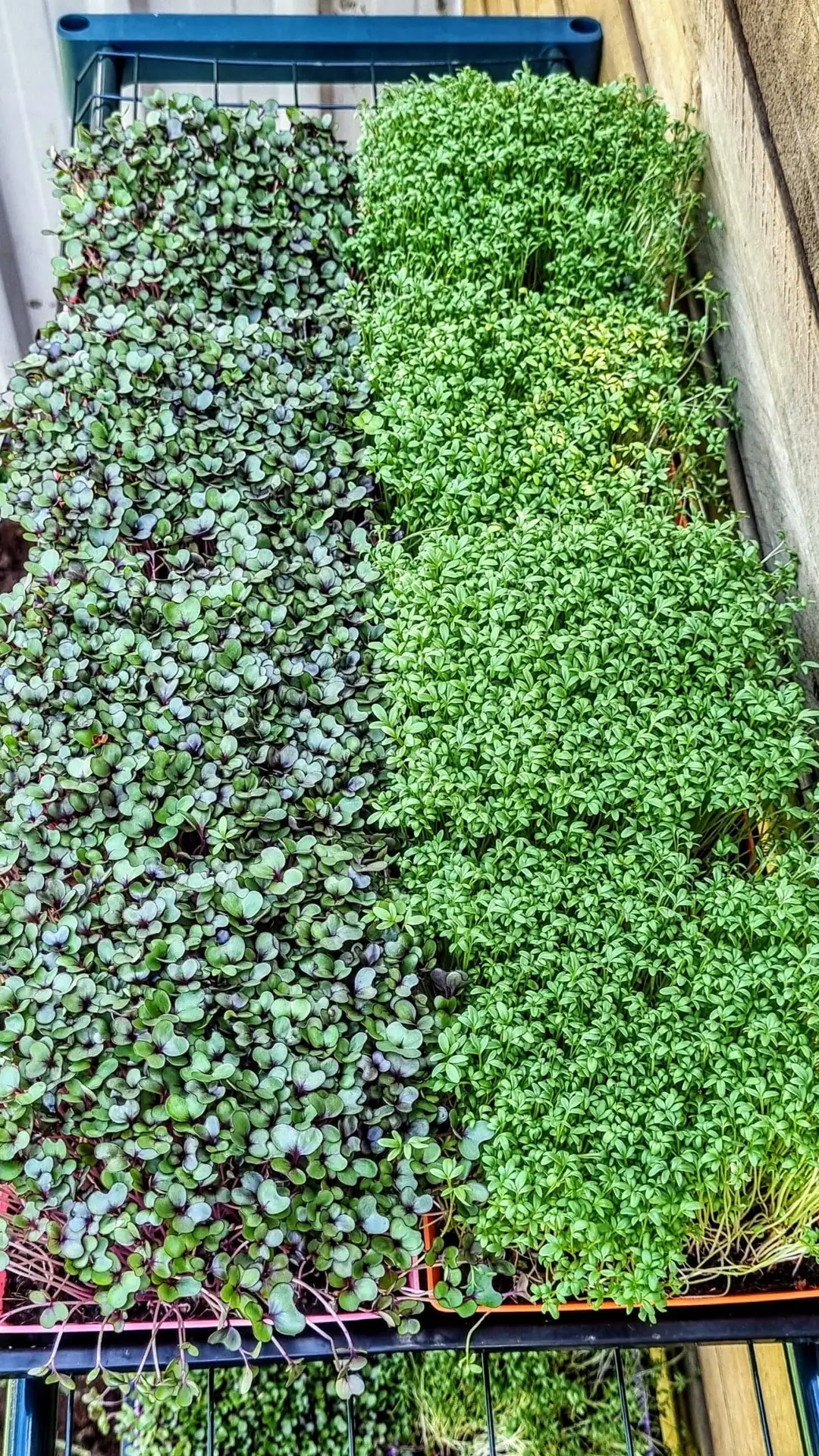 Microgreen Grow Kit Microgreen Grow Kit