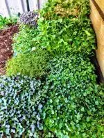 microgreen grow kits, microgreen seeds, grow your own microgreens, microgreen growing supplies, superfood greens, healthy eating, home gardening, Natural Yield, Australia