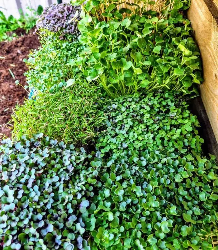 Microgreen Grow Kits, Microgreen Seeds, Grow Your Own Microgreens, Microgreen Growing Supplies, Superfood Greens, Healthy Eating, Home Gardening, Natural Yield, Australia