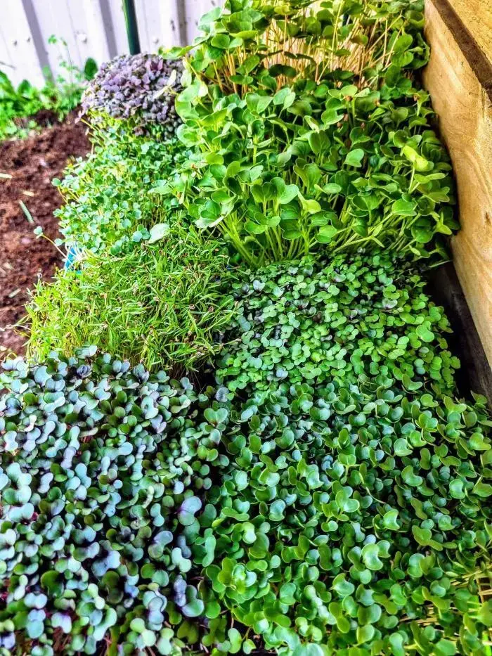 Microgreen Grow Kits, Microgreen Seeds, Grow Your Own Microgreens, Microgreen Growing Supplies, Superfood Greens, Healthy Eating, Home Gardening, Natural Yield, Australia