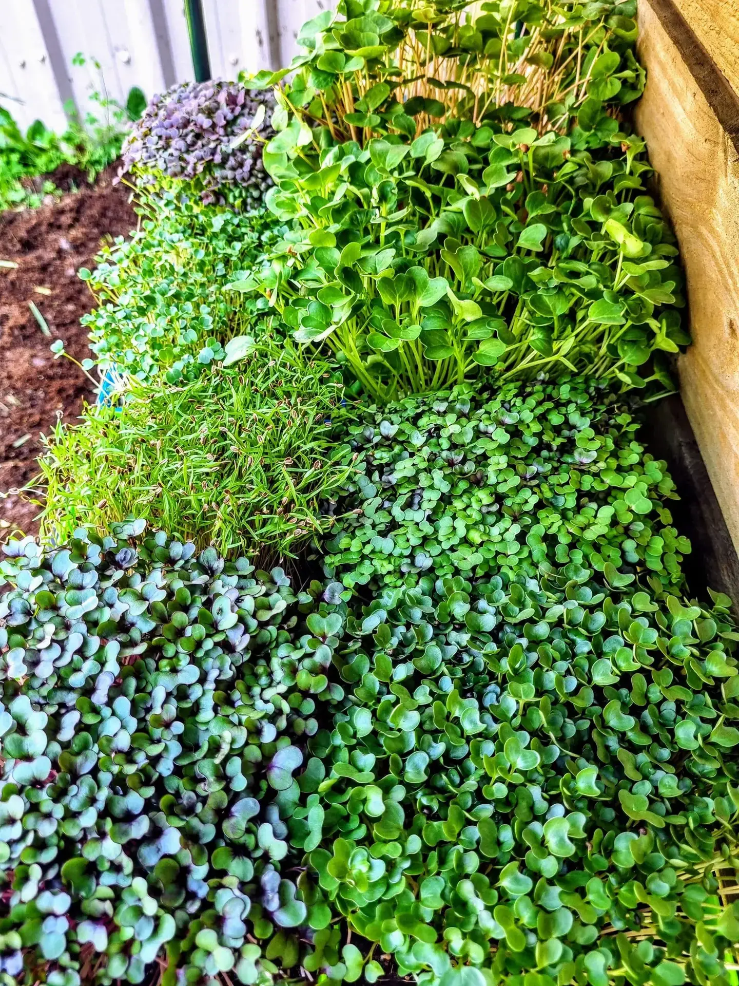 Microgreen Grow Kits, Microgreen Seeds, Grow Your Own Microgreens, Microgreen Growing Supplies, Superfood Greens, Healthy Eating, Home Gardening, Natural Yield, Australia