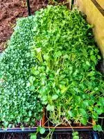microgreen grow kit