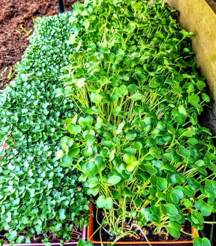 Microgreen Grow Kit
