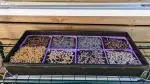 microgreen kit