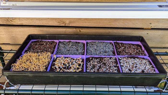 Microgreen Kit