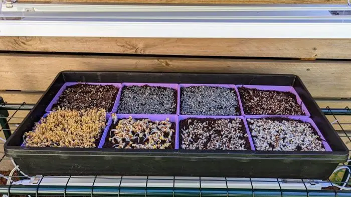 Microgreen Kit