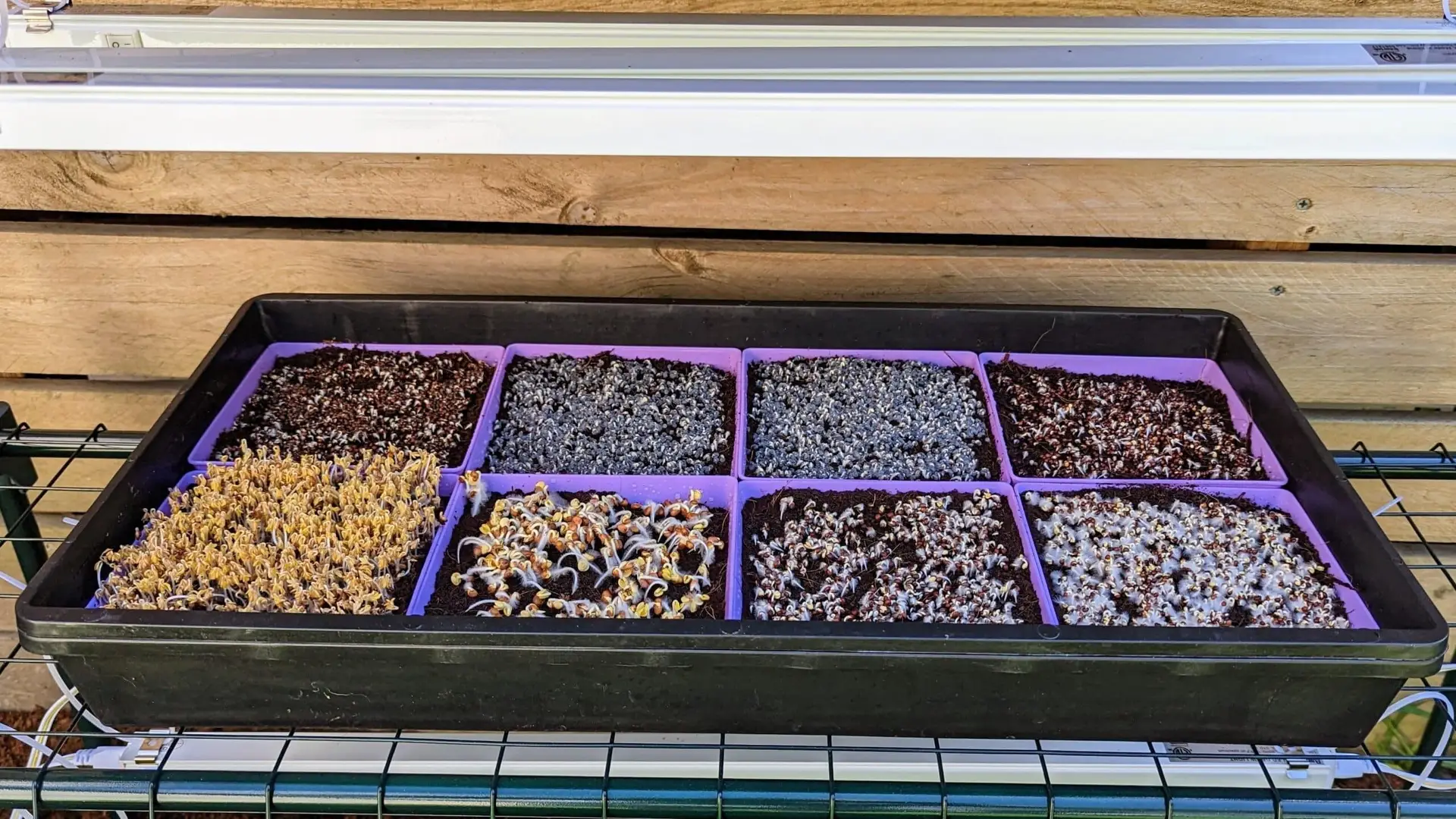 Microgreen Kit Microgreen Kit