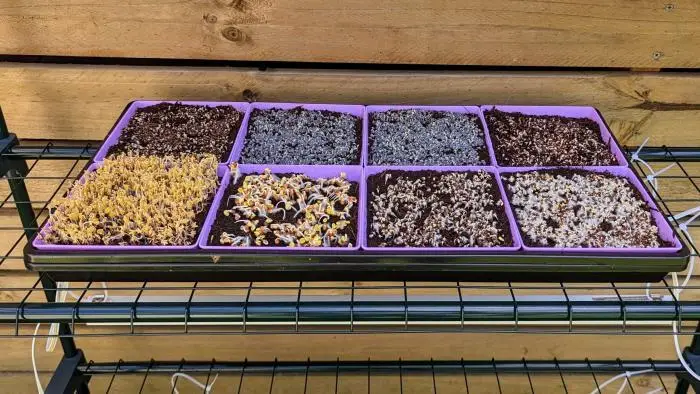 Microgreen Kit