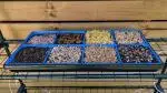 microgreen kit