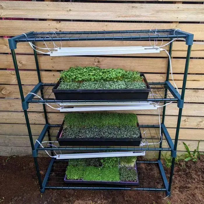 Microgreen Grow Kit