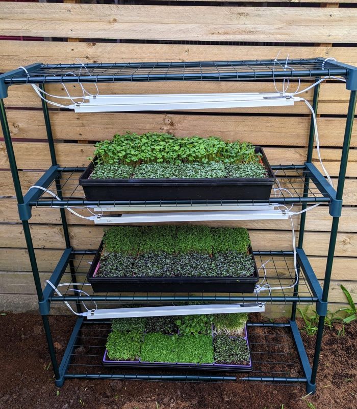 Microgreen Grow Kit