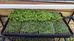 microgreen grow kits, microgreen seeds, grow your own microgreens, microgreen growing supplies, superfood greens, healthy eating, home gardening, Natural Yield, Australia