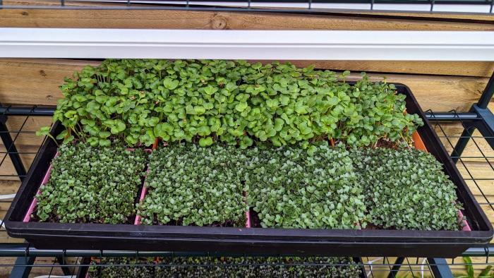 Microgreen Grow Kits, Microgreen Seeds, Grow Your Own Microgreens, Microgreen Growing Supplies, Superfood Greens, Healthy Eating, Home Gardening, Natural Yield, Australia