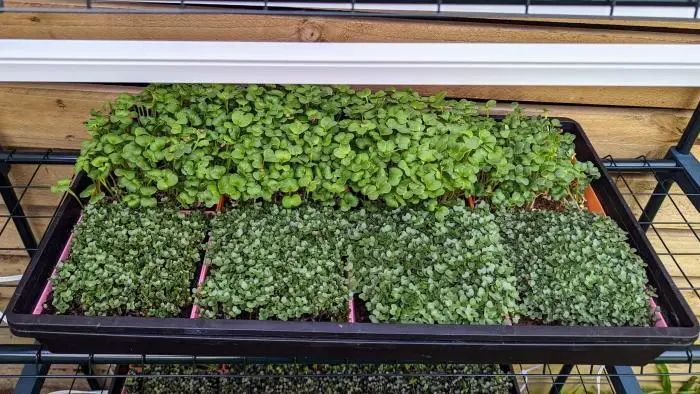 Microgreen Grow Kits, Microgreen Seeds, Grow Your Own Microgreens, Microgreen Growing Supplies, Superfood Greens, Healthy Eating, Home Gardening, Natural Yield, Australia