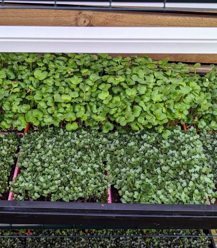 Microgreen Grow Kits, Microgreen Seeds, Grow Your Own Microgreens, Microgreen Growing Supplies, Superfood Greens, Healthy Eating, Home Gardening, Natural Yield, Australia
