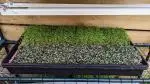 microgreen grow kit