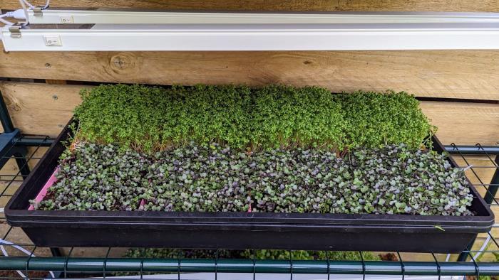 Microgreen Grow Kit