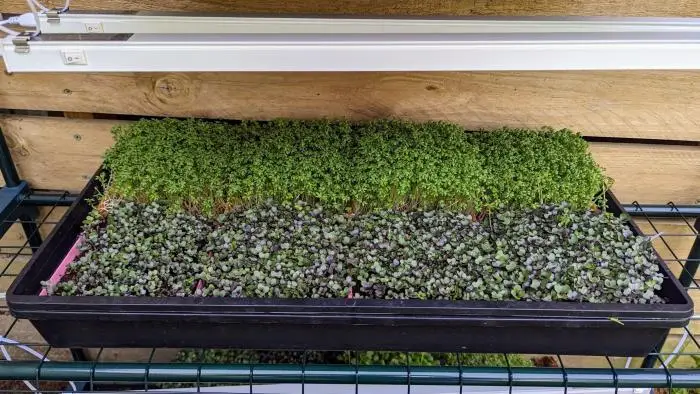 Microgreen Grow Kit