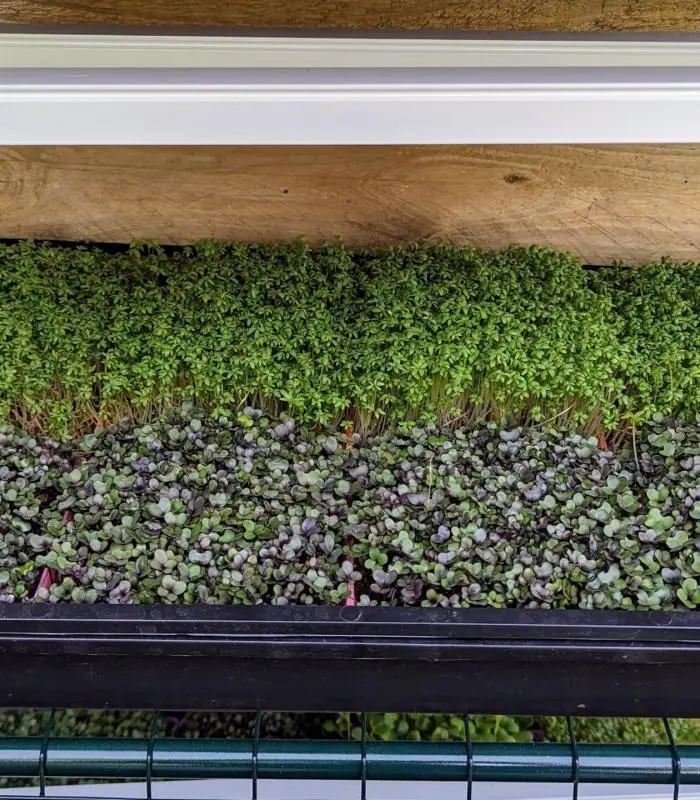 Microgreen Grow Kit