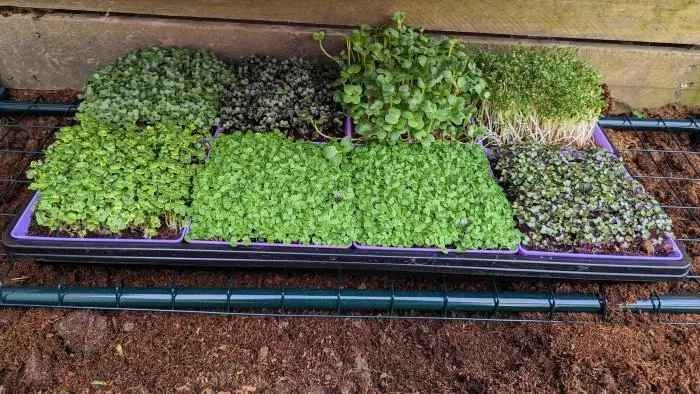 Microgreen Grow Kit