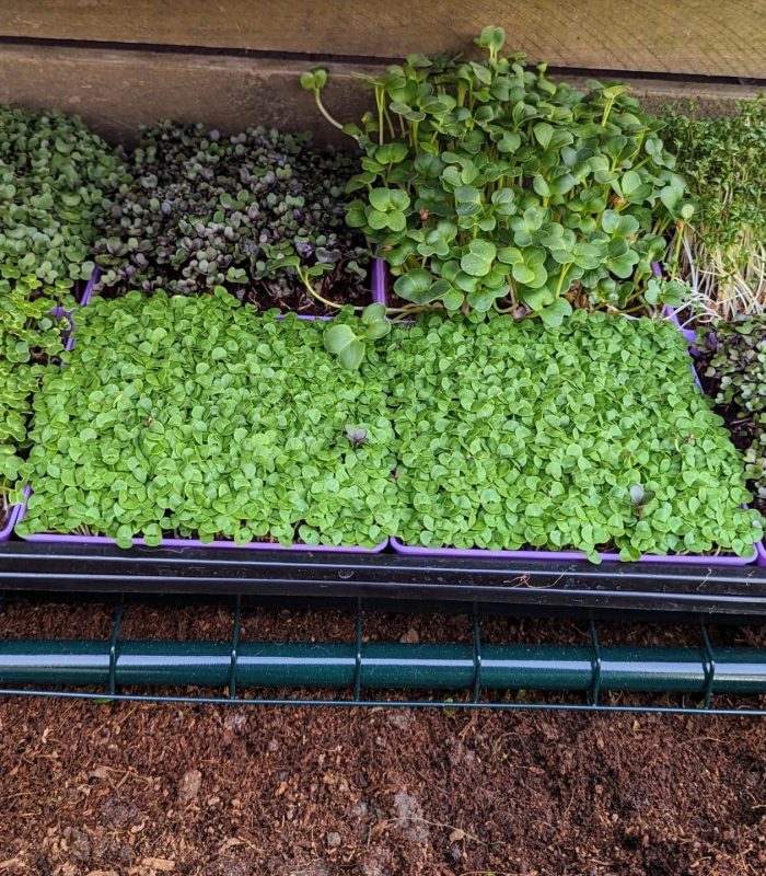 Microgreen Grow Kit