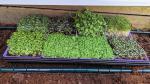 microgreen grow kit