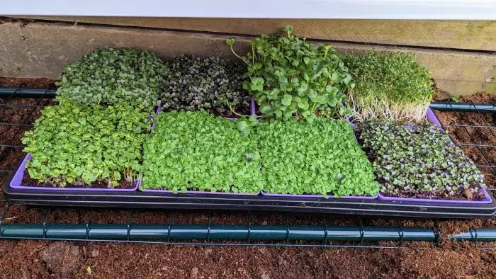 Microgreen Grow Kit