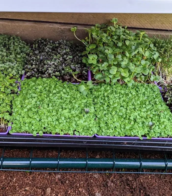 Microgreen Grow Kit