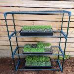 microgreen grow kit