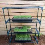 microgreen grow kit