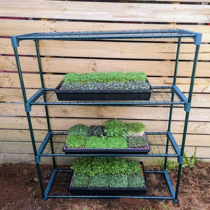 Microgreen Grow Kit